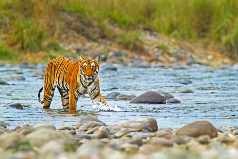 jim-corbett-national-park-in-india