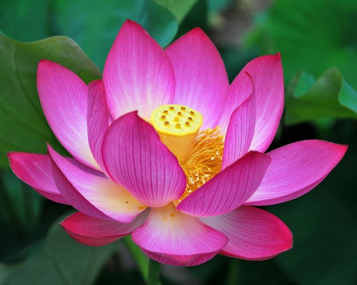 National Flower Of India Lotus Quick Facts 