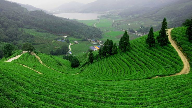 Munnar | Hill Station, Tourism, Climate, How to Reach